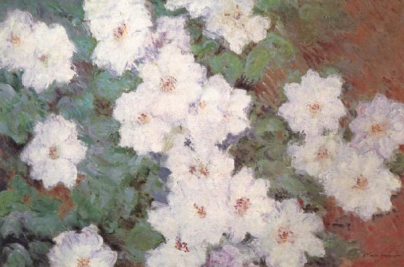 Claude Monet Clematis